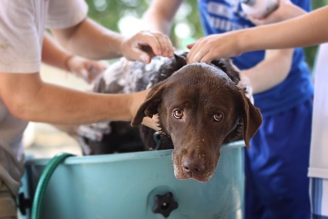 dog wash