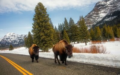 Wildlife Safety Tips for Boondocking: Staying Safe and Aware in the Great Outdoors