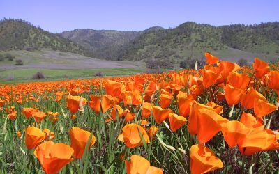 California Primitive Camping Guide: Best Campgrounds, Regulations, and Tips for a Secluded Adventure