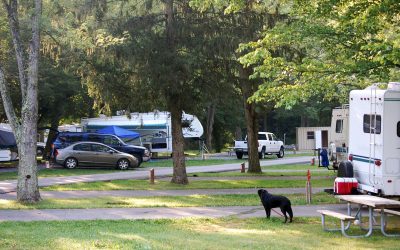 Ultimate Guide to RVing with Pets: Tips for Pet-Friendly Campgrounds, Travel Preparation, and On-the-Road Pet Care