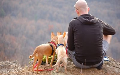 5 Essential Tips for a Successful RV Camping Trip with Your Dog