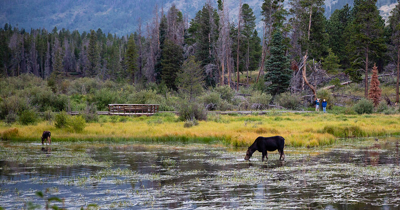 Moose and calf at Rocky Mountain National Park