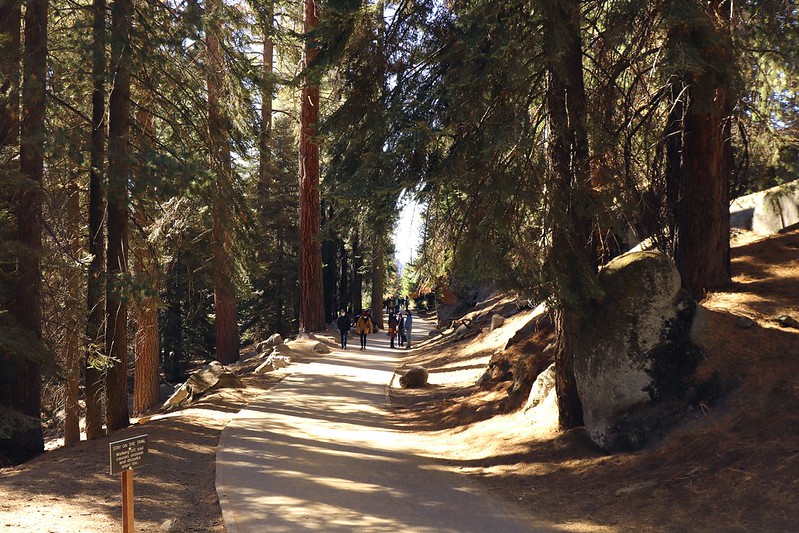 Sherman Tree Hiking Trail